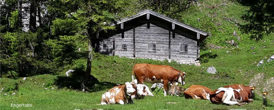 Kühe auf der Engertalm Klausbachtal Ramsau